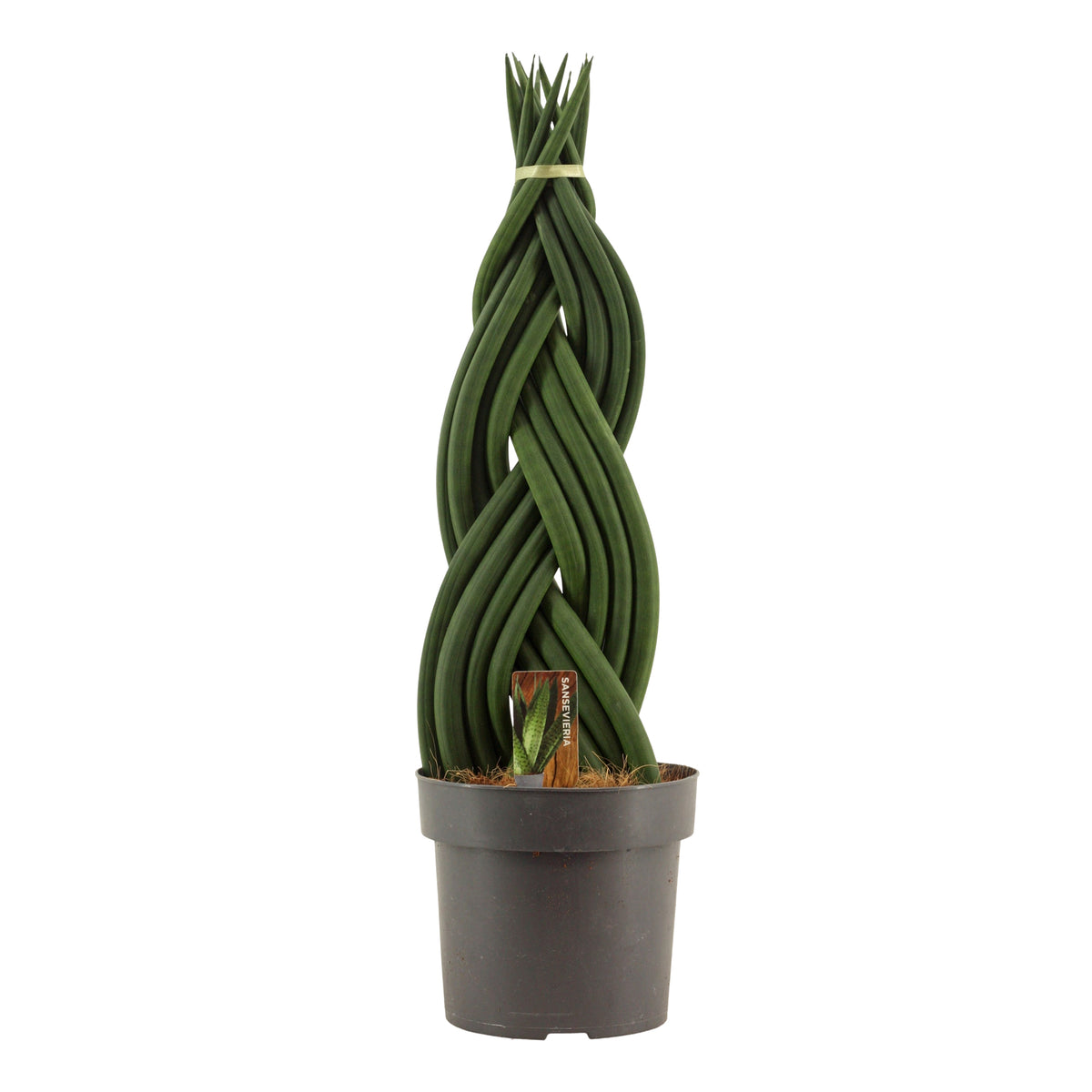 Sansevieria cylindrica 55cm 17cm Pot