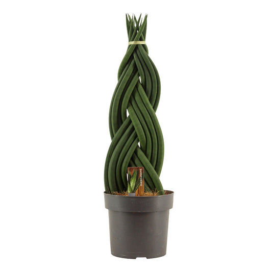 Sansevieria cylindrica 55cm 17cm Pot