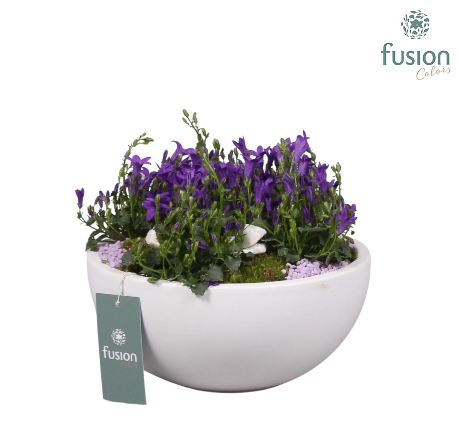 Keramiek moonschaal met arrangement Campanula 24uur levertijd 20cm 23cm Pot