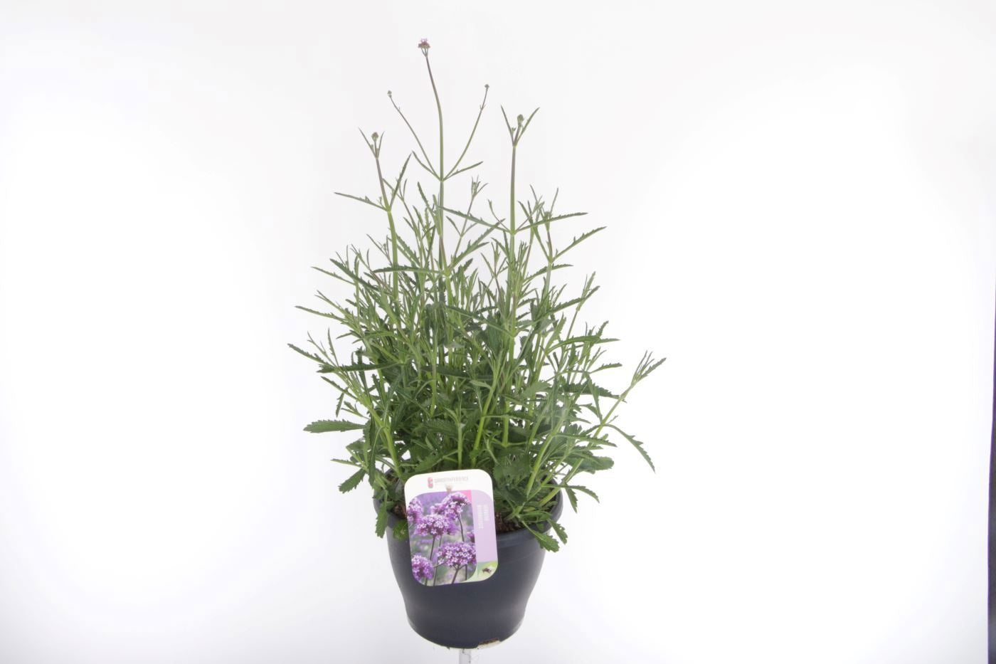 Verbena bonariensis 70cm 23cm Pot
