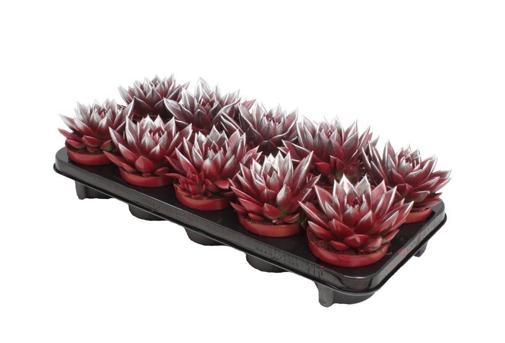 Echeveria Miranda 13cm 10.5cm Pot
