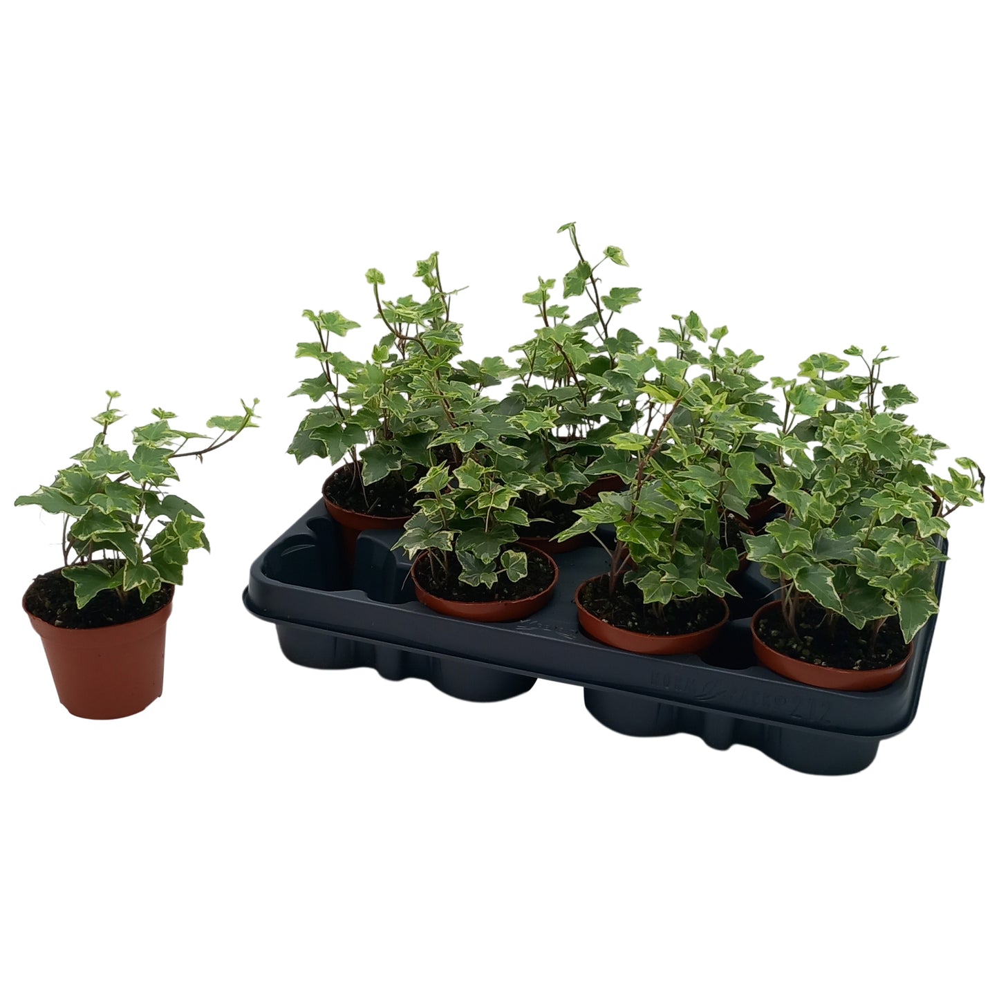 Hedera helix Mint Kolibri Special Pot (508)