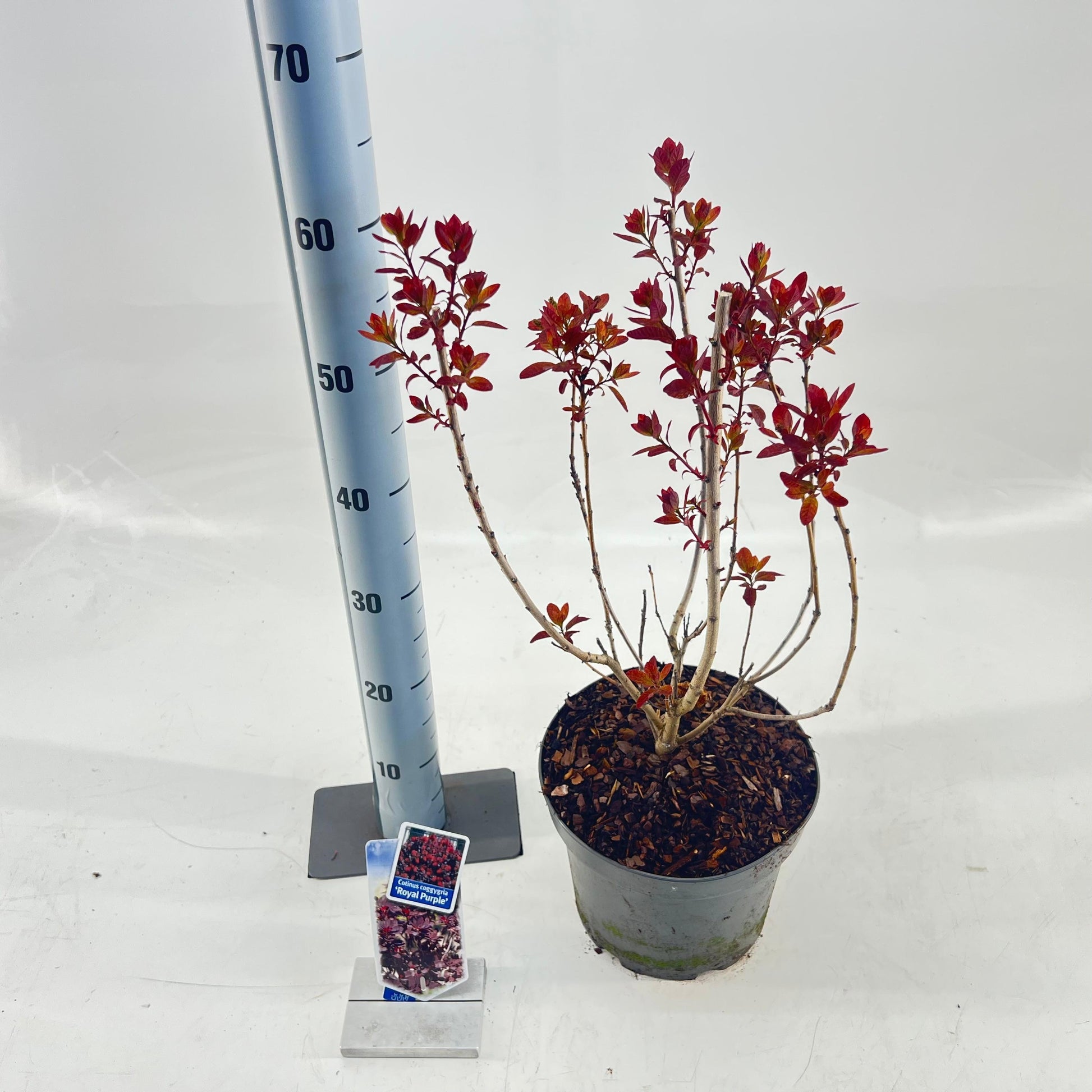 Cotinus Royal Purple 90cm 23cm Pot