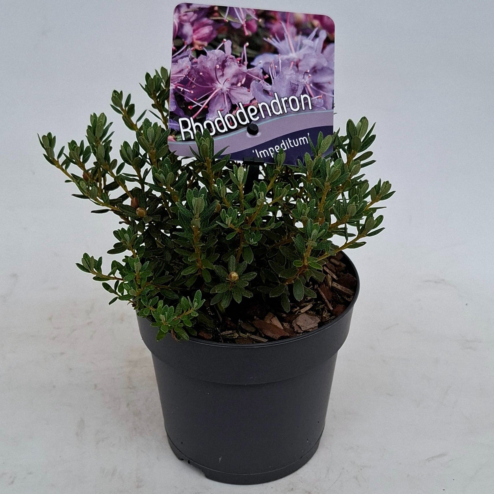Rhododendron impeditum 15cm 13cm Pot