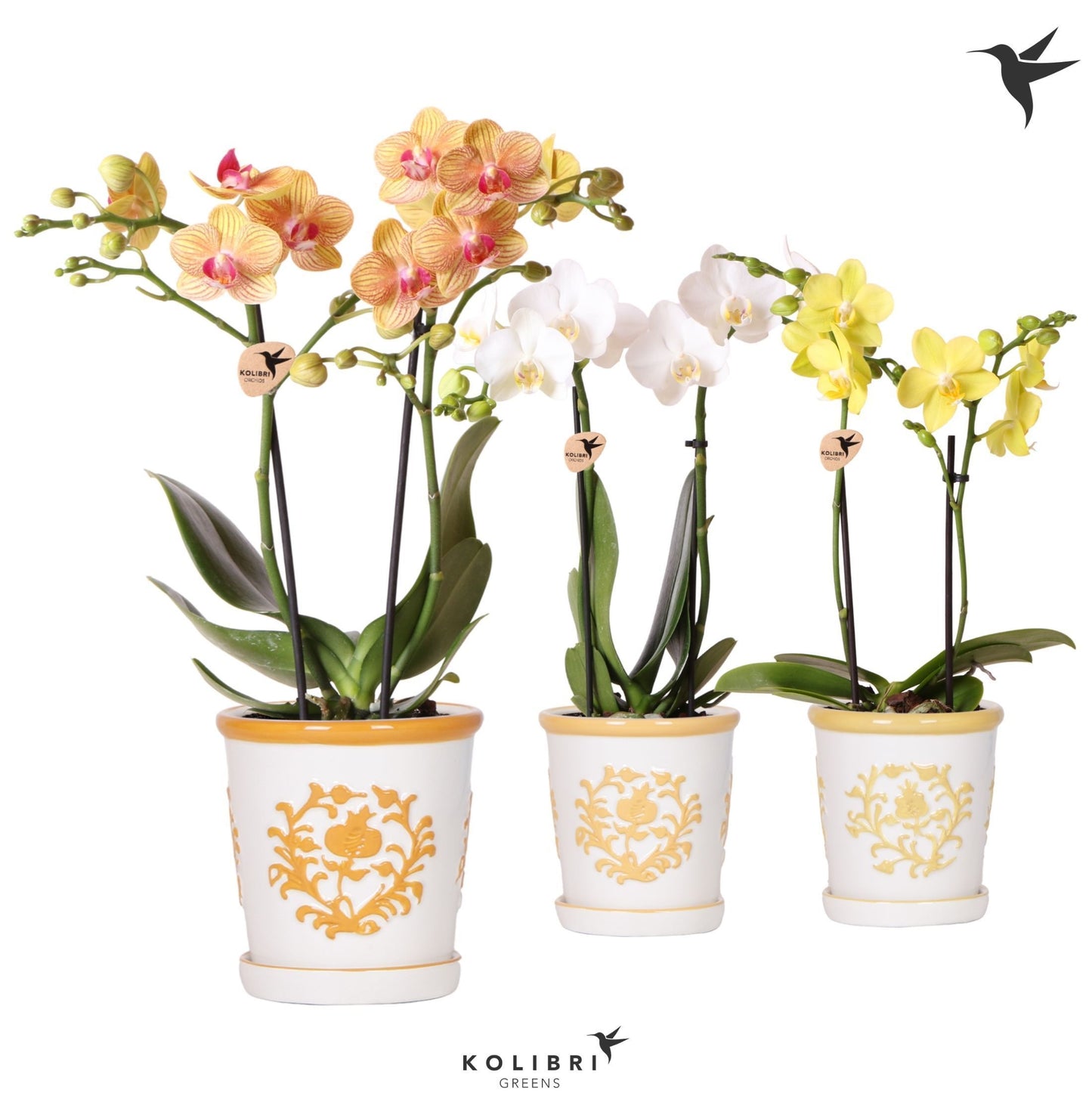 Kolibri Orchids Phalaenopsis mix 2spike in Malaga pot yellow mix 40cm 9cm Pot