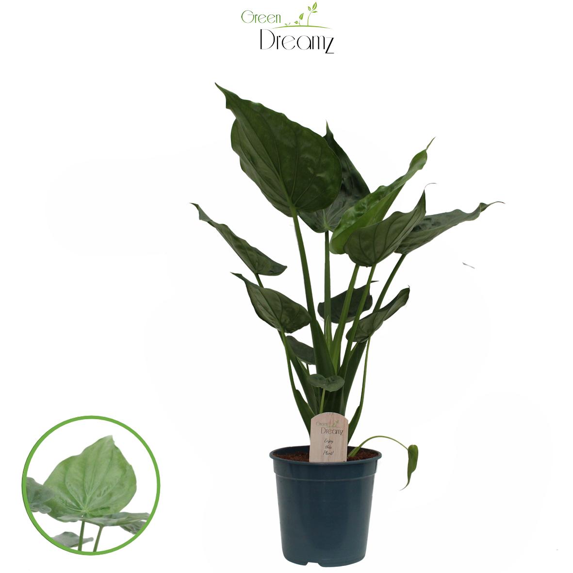 Alocasia cucullata 85cm 21cm Pot