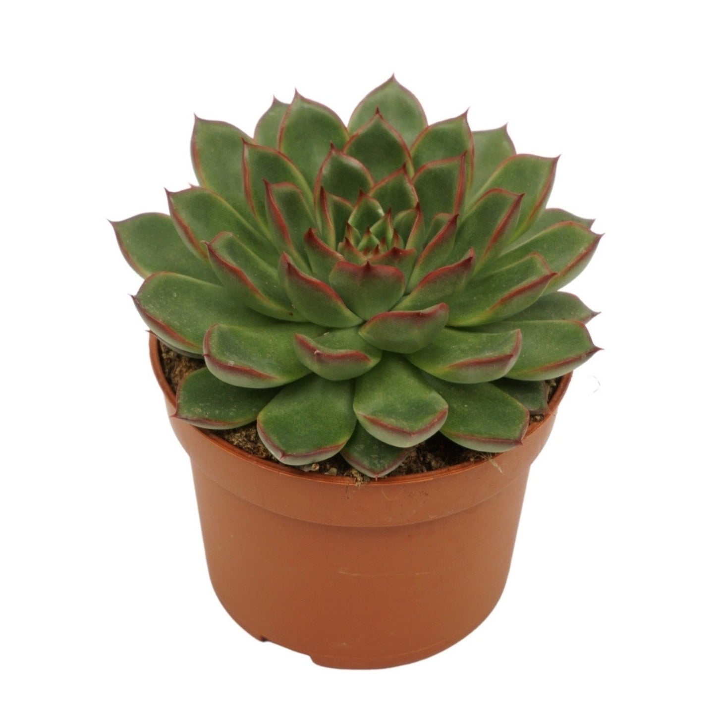 Echeveria Hybrid 17cm 10.5cm Pot