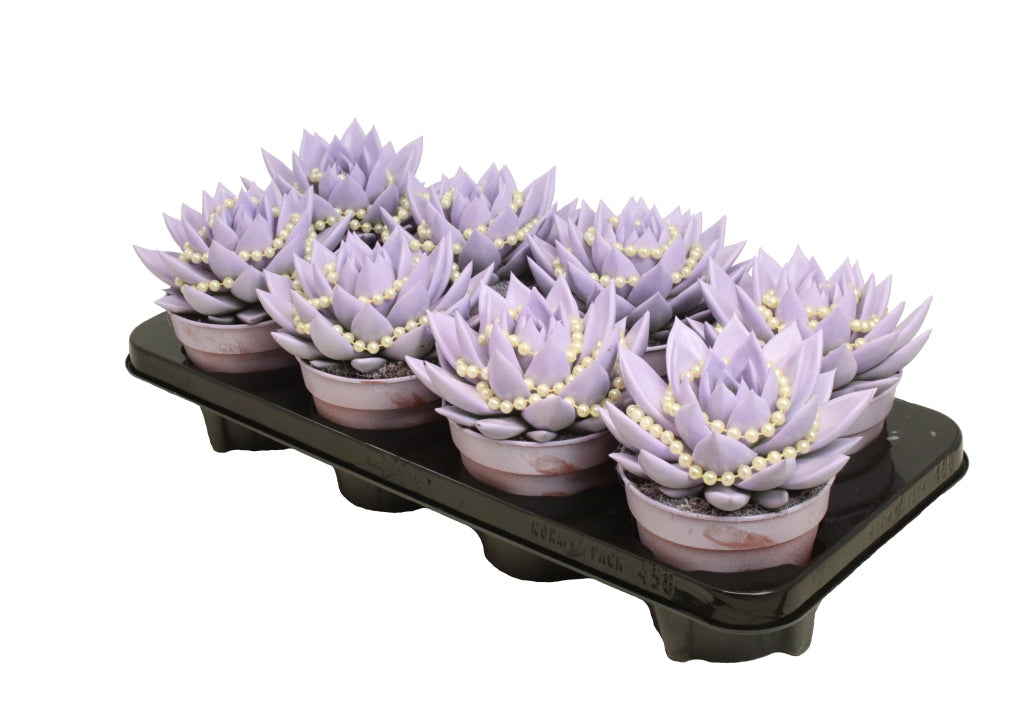 Echeveria Miranda 15cm 12cm Pot