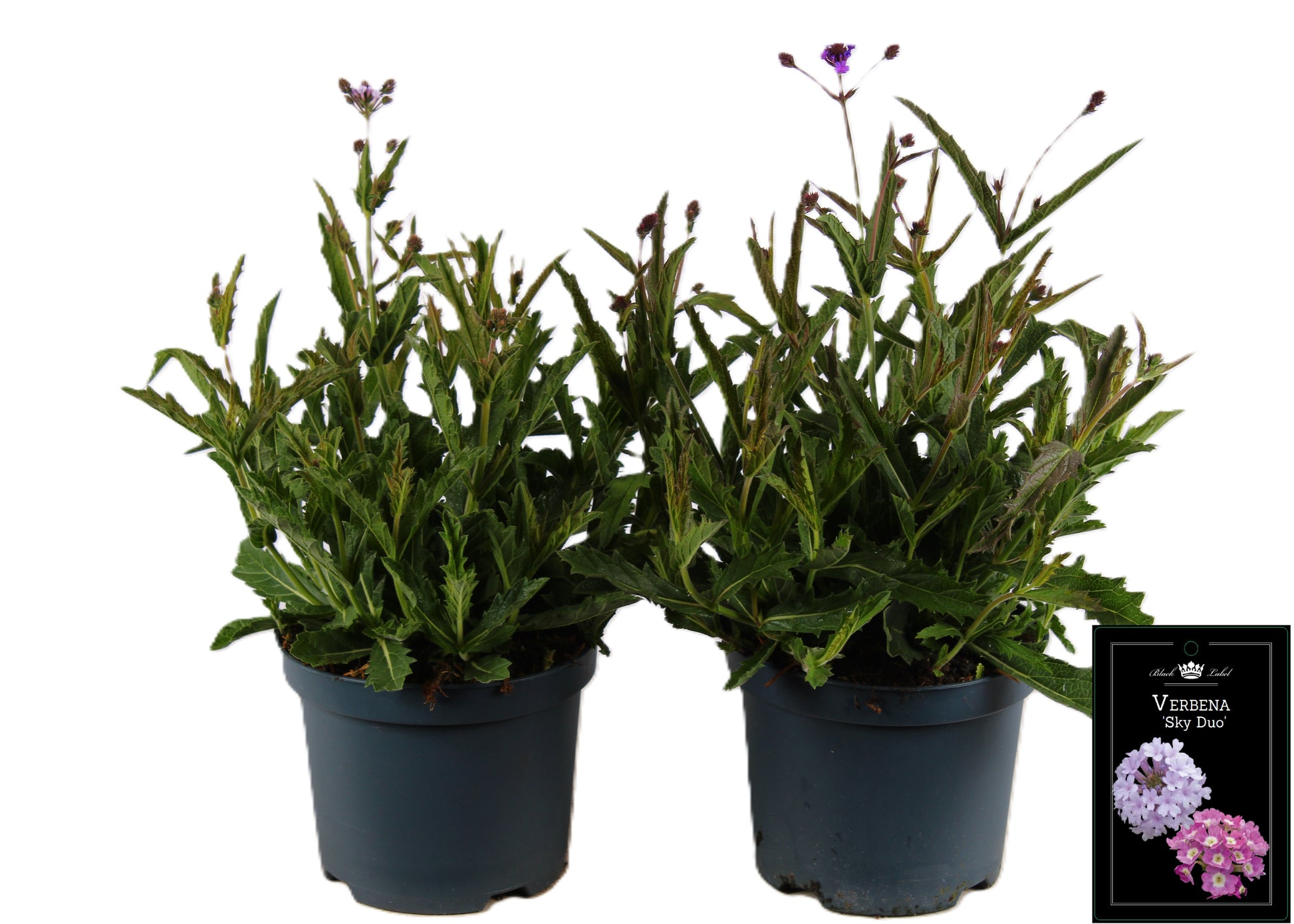 Verbena rigida 55cm 19cm Pot