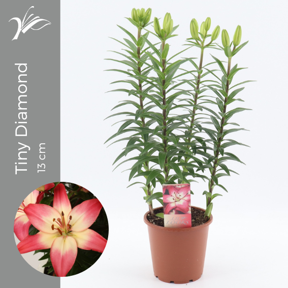 Lilium az. hybrid 40cm 13cm Pot