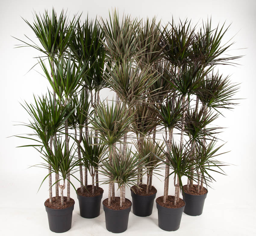 Dracaena mix 180cm 27cm Pot