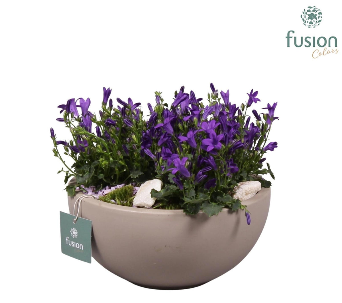Keramiek moonschaal Medium grijs mat met Campanula 24uur levertijd 20cm 18cm Pot