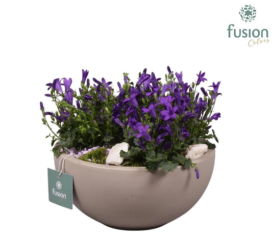 Keramiek moonschaal Medium grijs mat met Campanula 24uur levertijd 20cm 18cm Pot