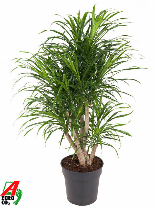 Dracaena ref. Anita 100cm 24cm Pot