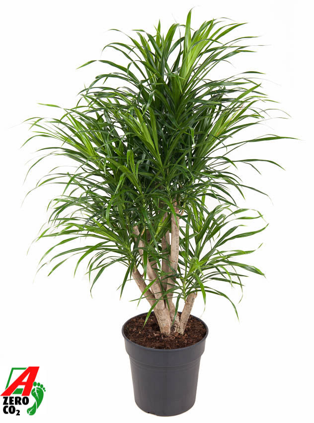 Dracaena ref. Anita 100cm 24cm Pot