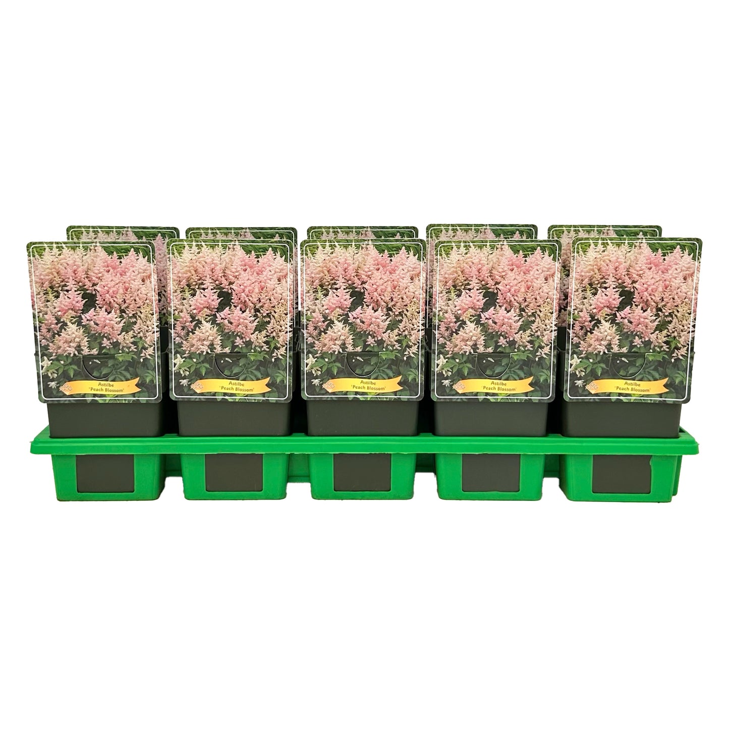 Astilbe jap. Peach Blossom 25cm 11cm Pot