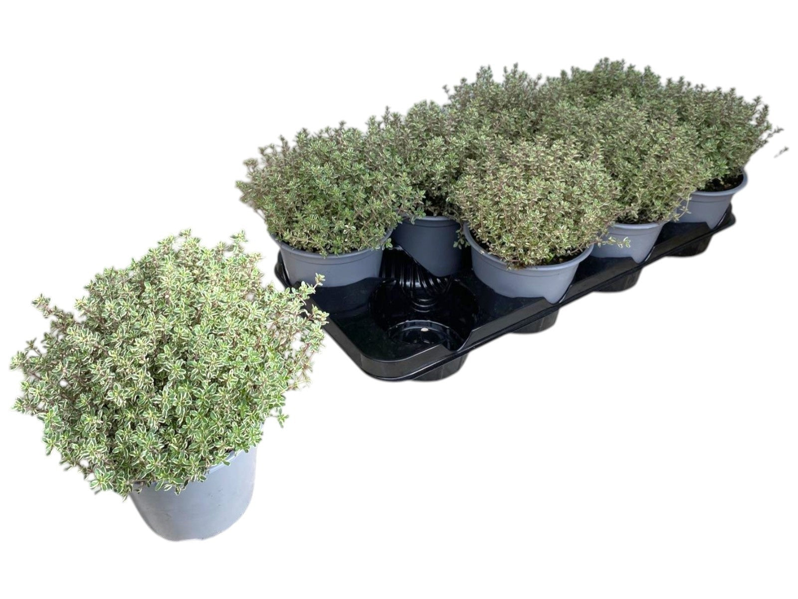 Thymus cit. Silver Queen 25cm 14cm Pot