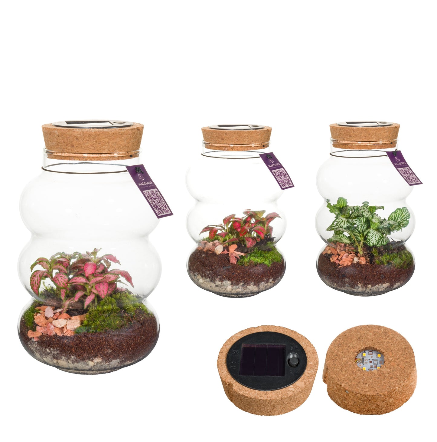 Wardians Wardians Terrarium - Pluto small + Solar & USB LED Pack of 6