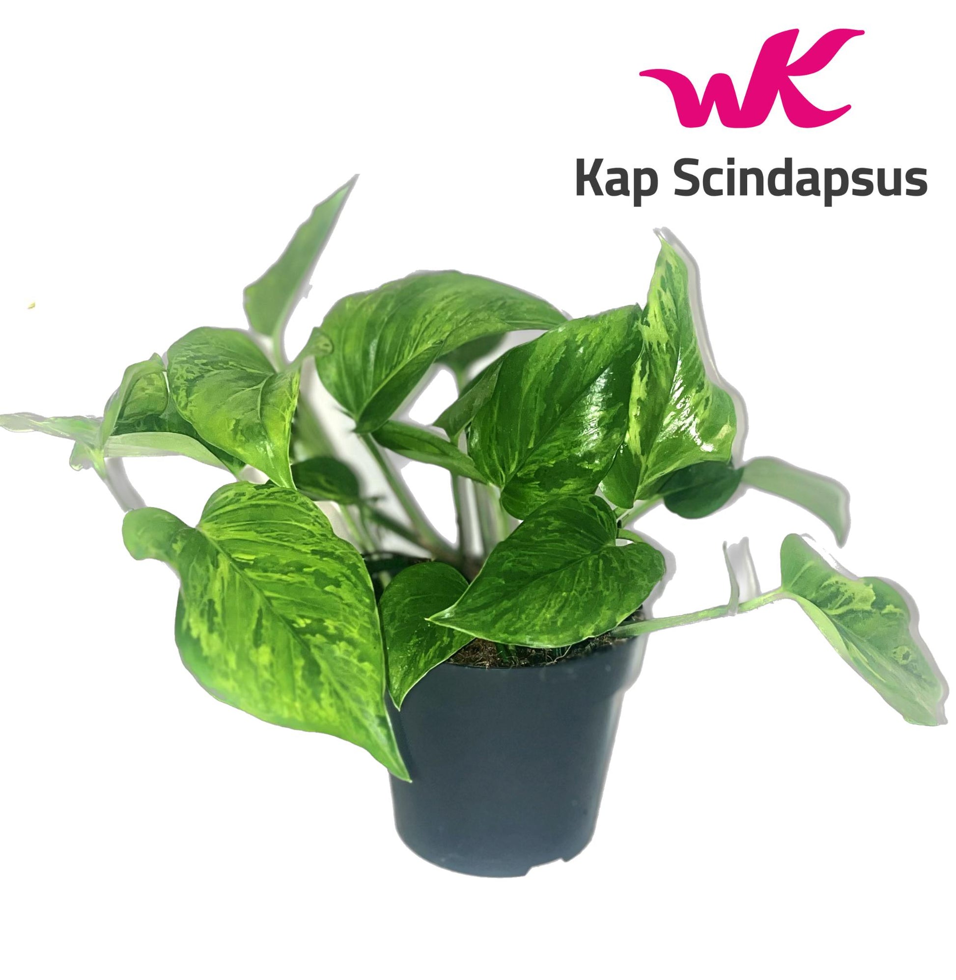 Kap Scindapsus Epipremnum Marble Green Pack of 10