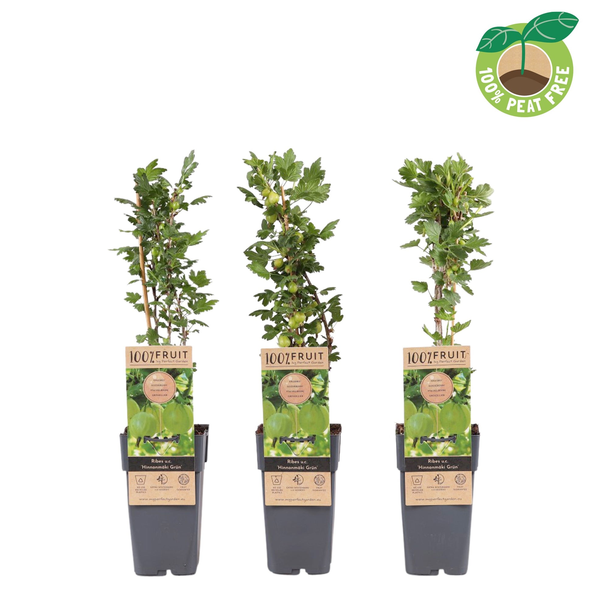 Ribes Hinnonmaki Green 50cm 15cm Pot