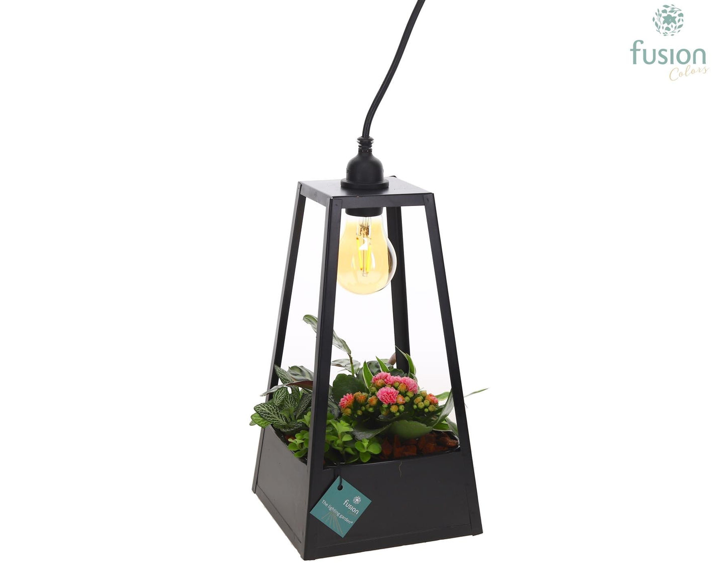 Metaal Lantaarn Lamp zwart met LED verlichting met arrangement groene planten 5pp 35cm 18cm Pot