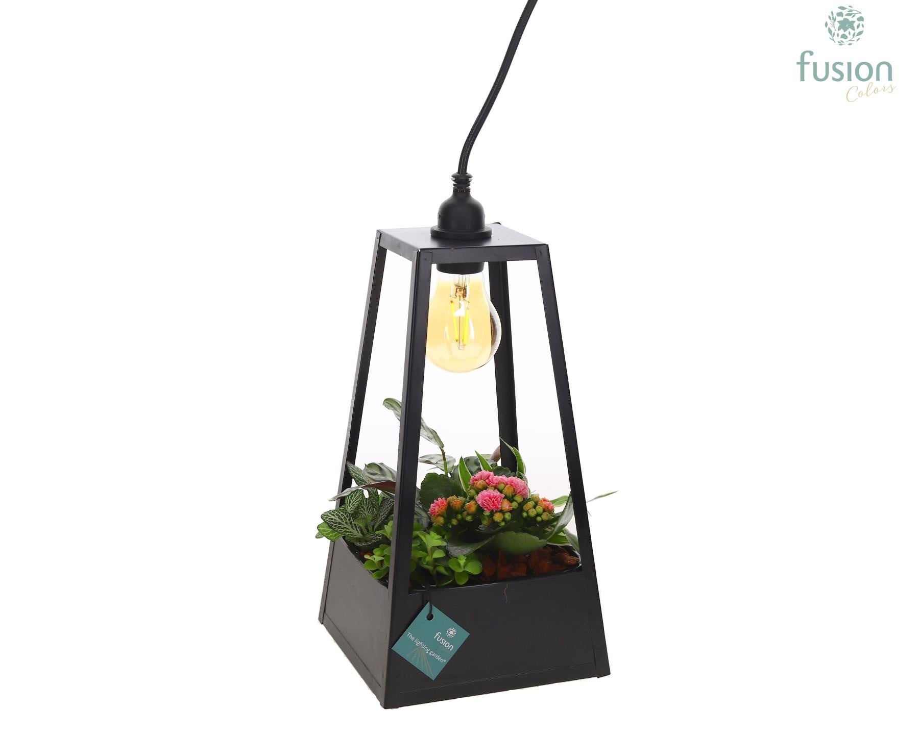 Metaal Lantaarn Lamp zwart met LED verlichting met arrangement groene planten 5pp 35cm 18cm Pot