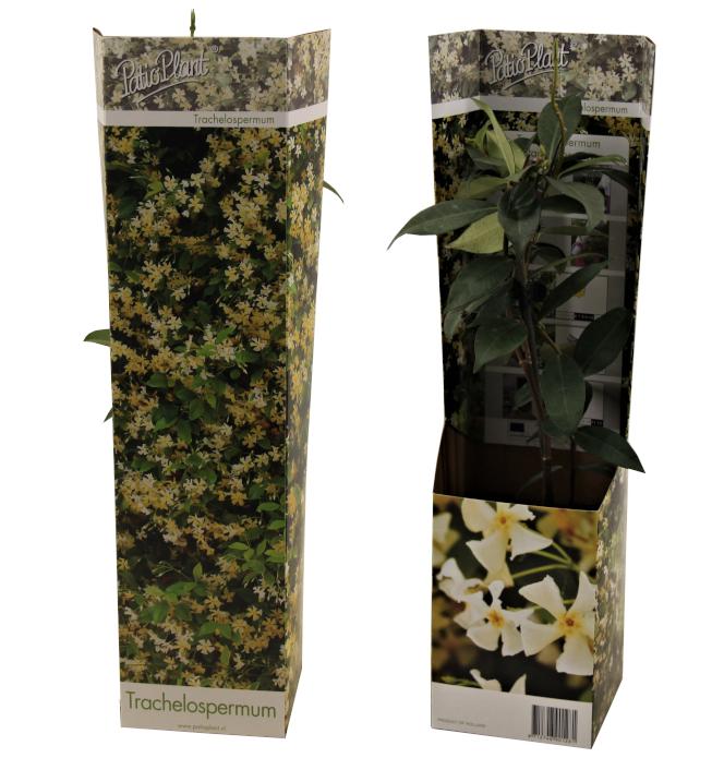 Valk BV Patioplant Trachelospermum Star of Toscane Pack of 12