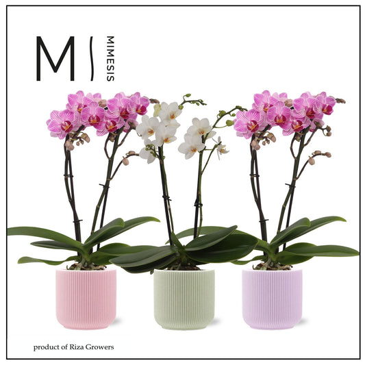 Phalaenopsis mf. mix 32cm 7cm Pot