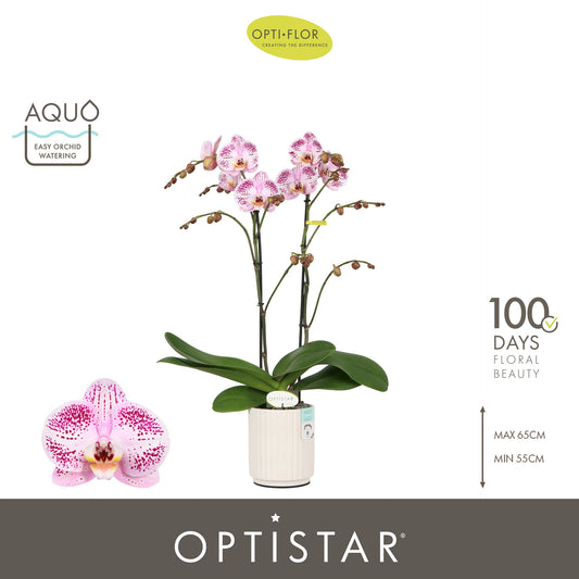 Phalaenopsis Hybrid 60cm 12cm Pot