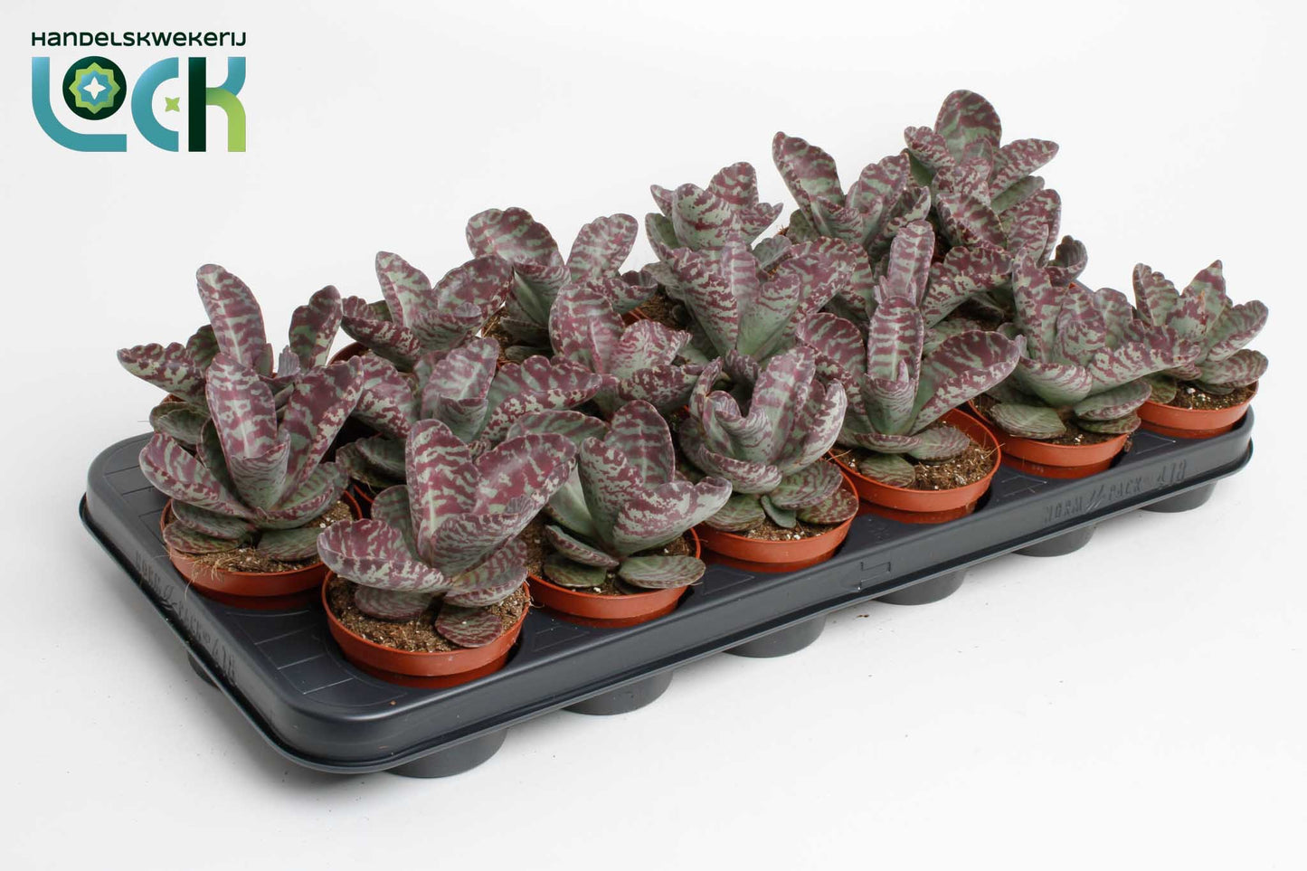 Lock, Handelskwekerij Kalanchoe Zebra Pack of 18