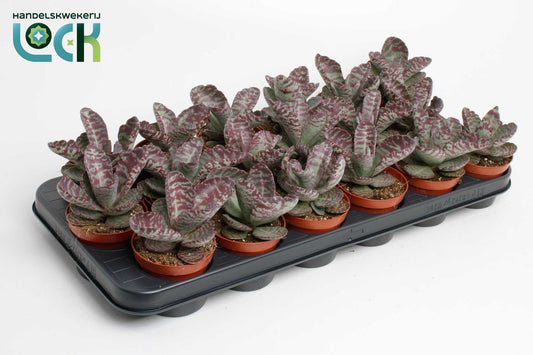 Lock, Handelskwekerij Kalanchoe Zebra Pack of 18