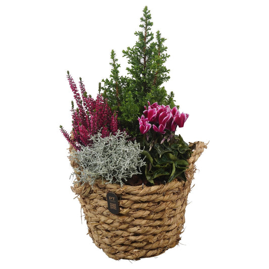 Outdoor arrangement 52cm 24cm Pot