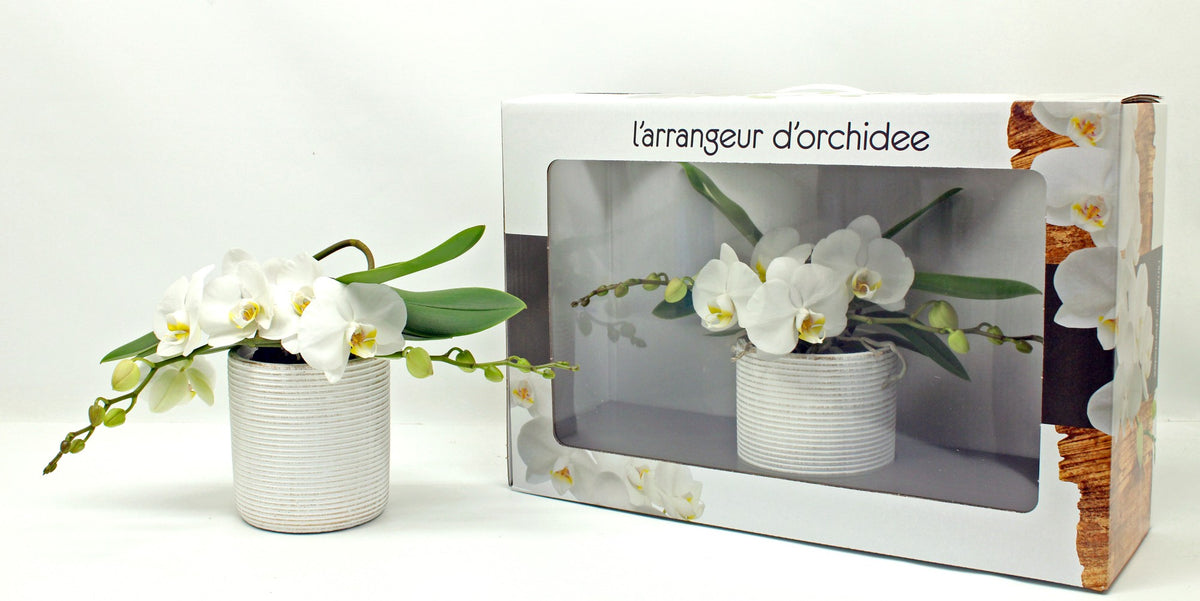 Phalaenopsis white 35cm 12cm Pot