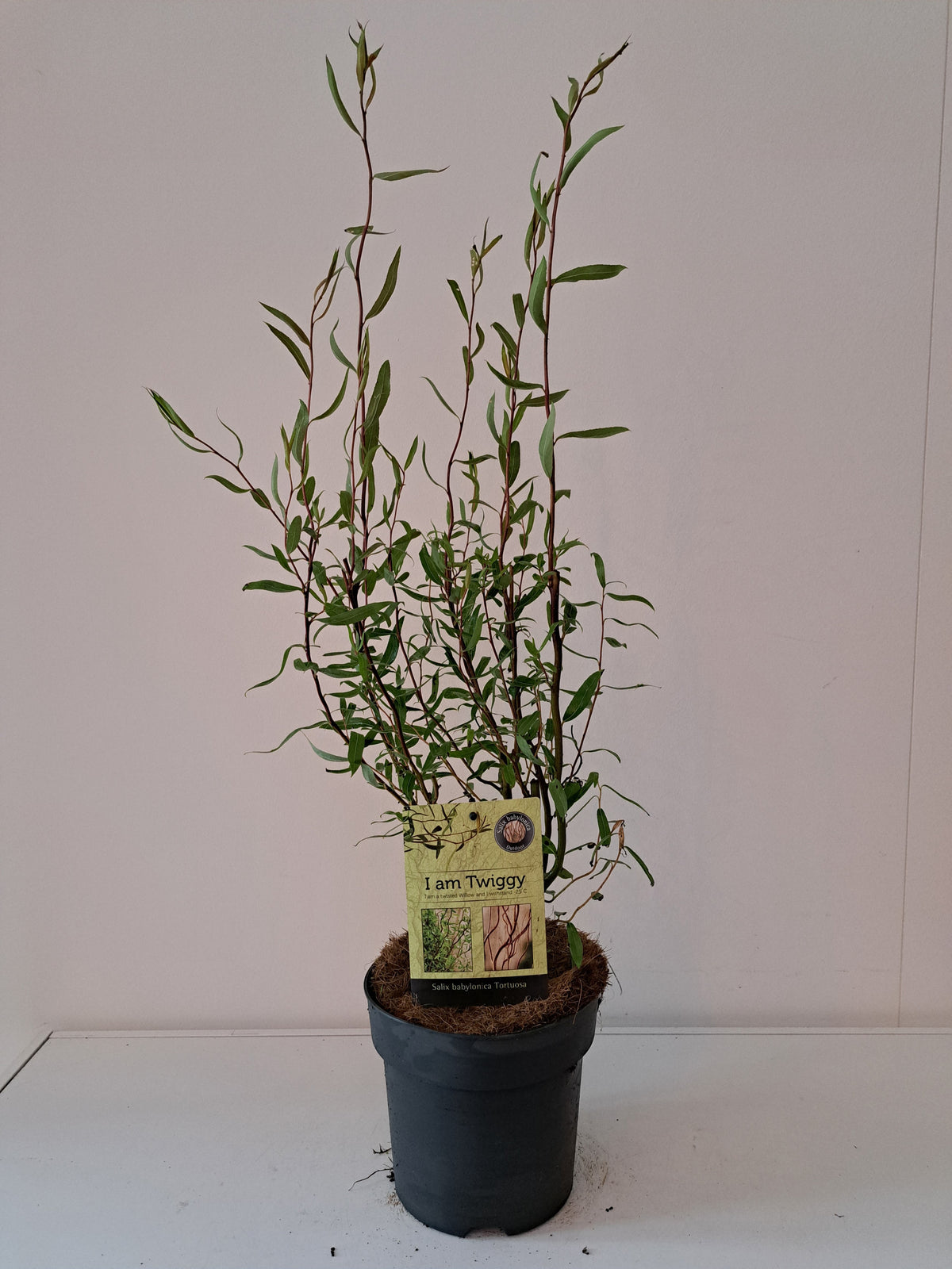 Salix Tortuosa 80cm 19cm Pot
