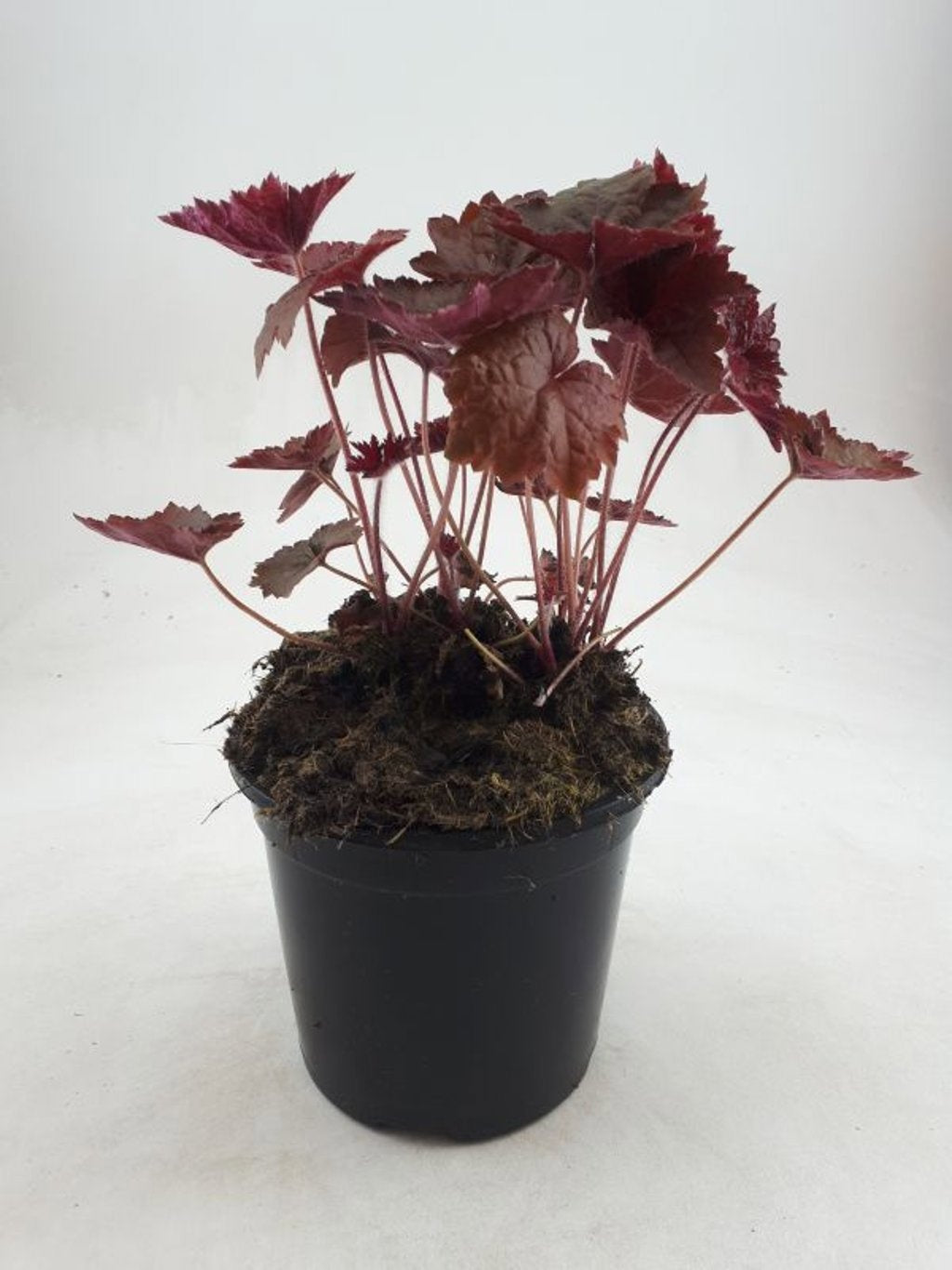Heuchera Palace Purple 10cm 14cm Pot