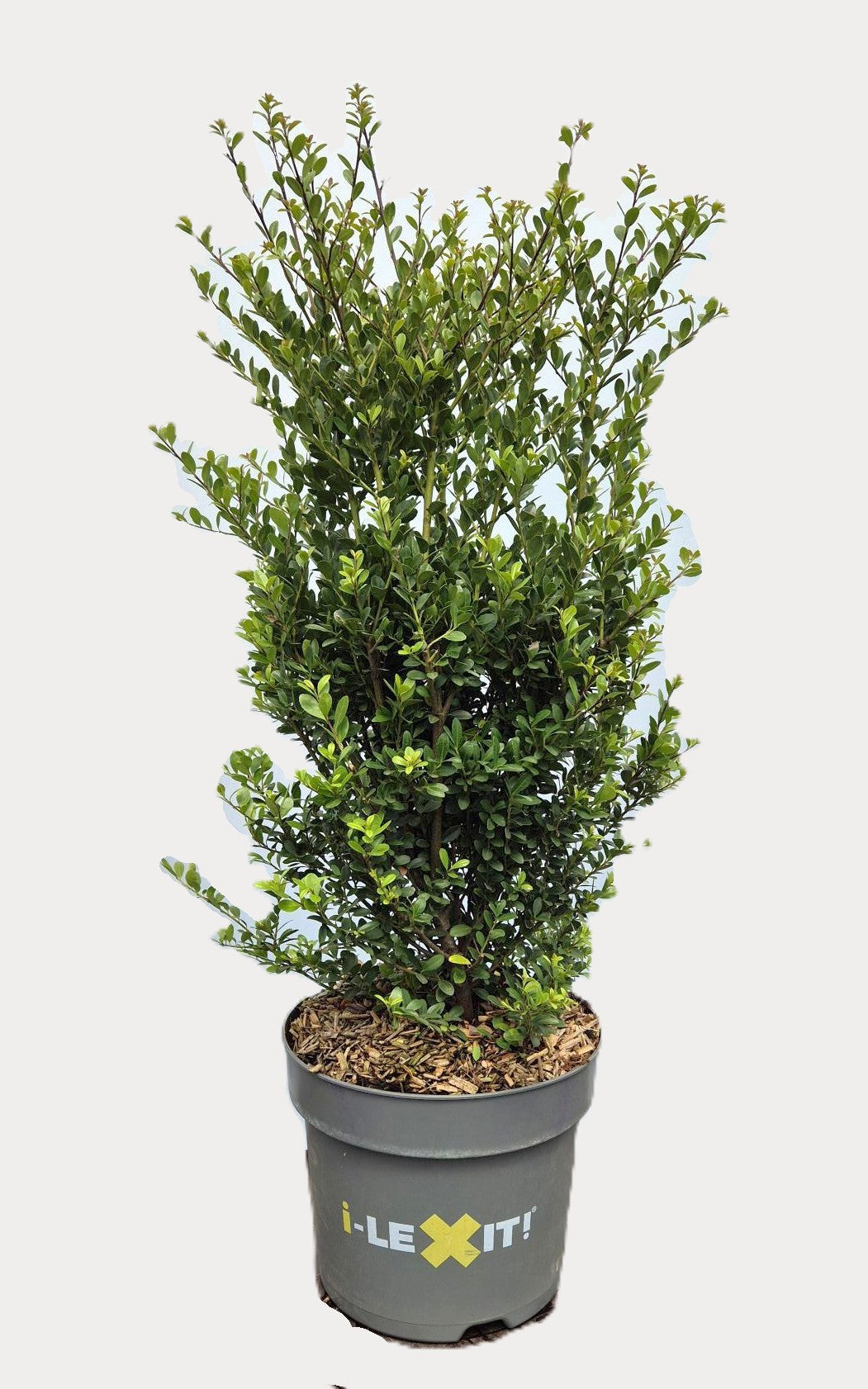 Ilex crenata Dark Green 80cm 26cm Pot