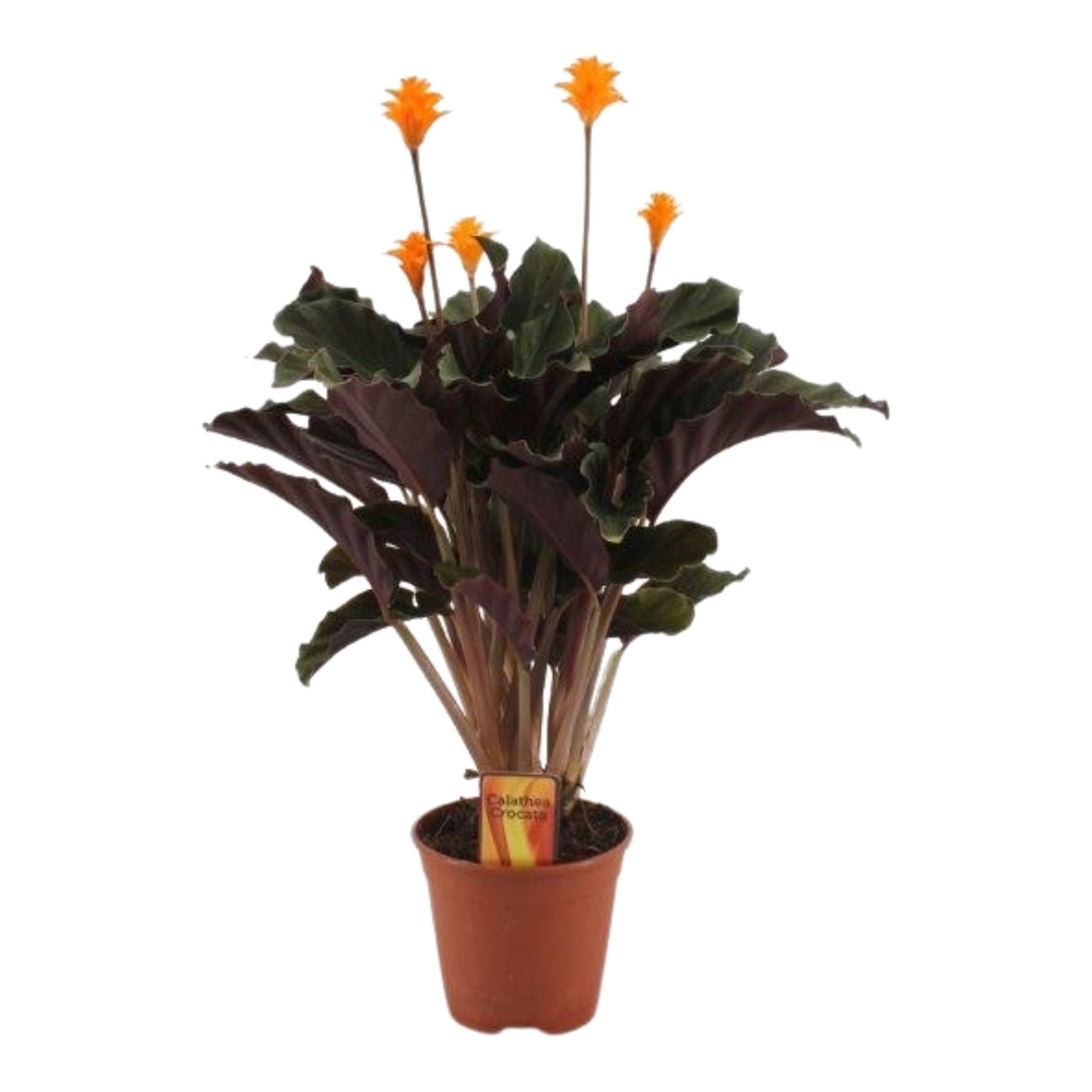 Calathea crocata 40cm 14cm Pot