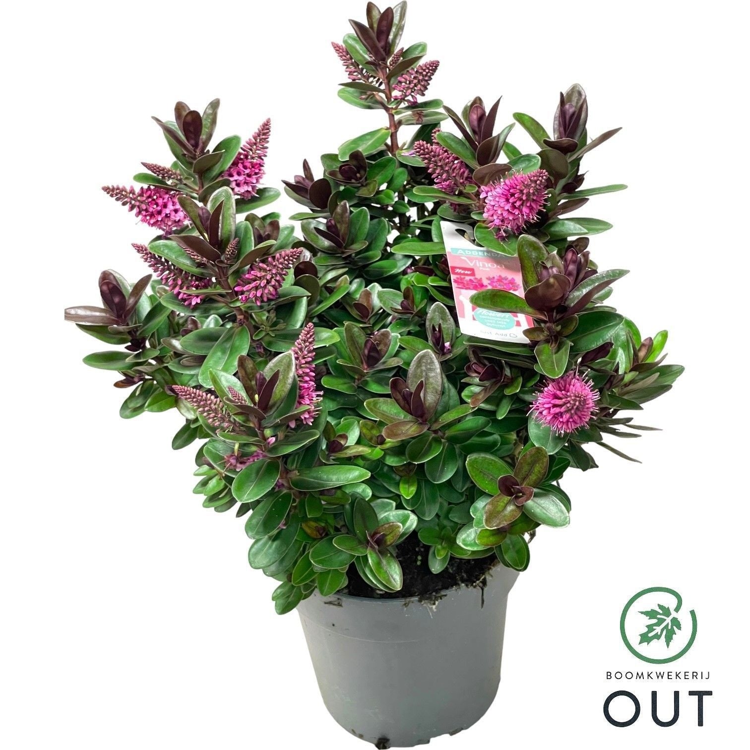 Hebe Vinoa Pink 50cm 17cm Pot
