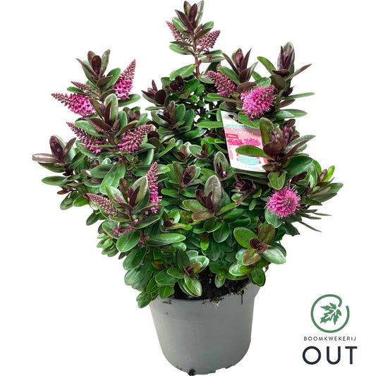 Hebe Vinoa Pink 50cm 17cm Pot