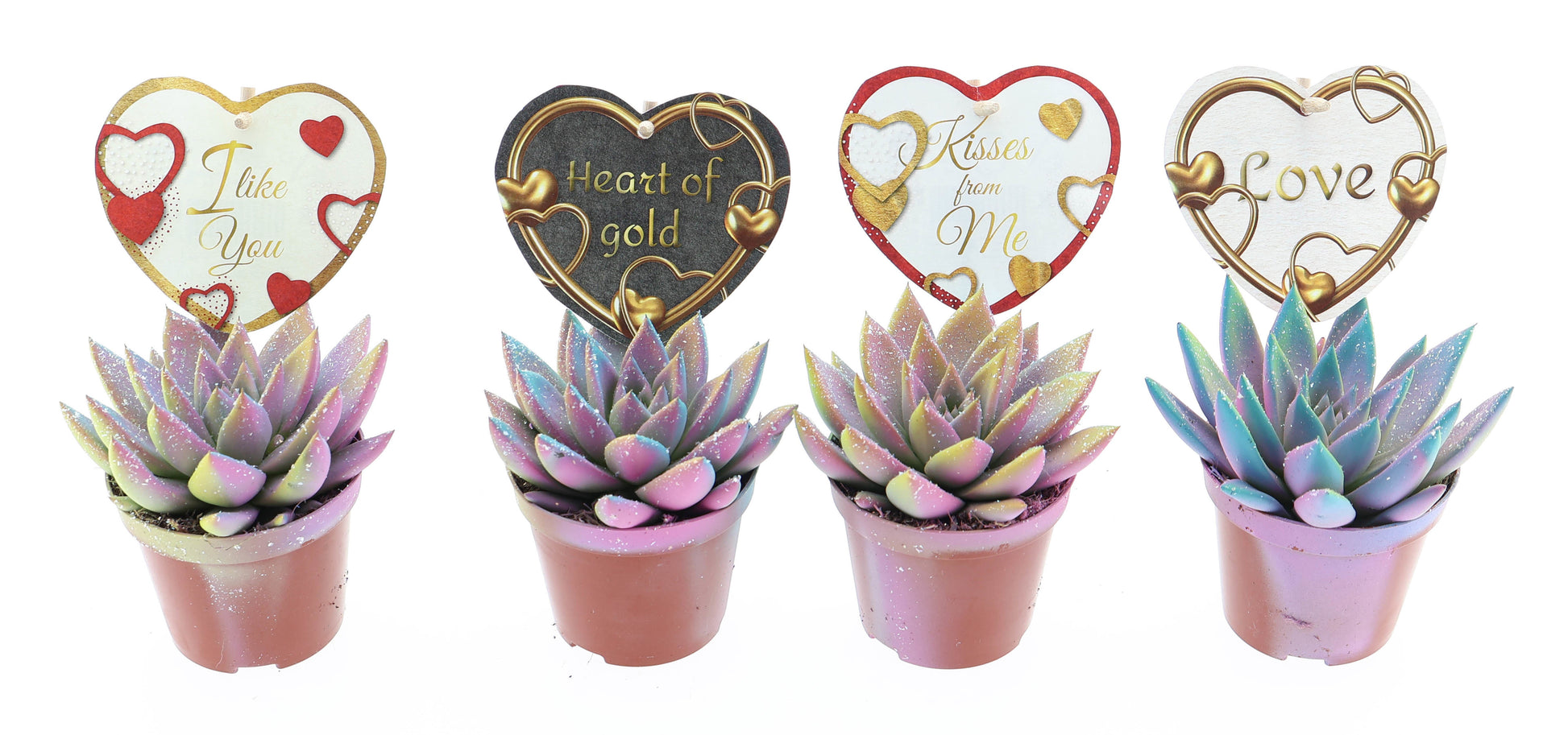 Miranda multi glitter + love etiket 10cm Special Pot (508)