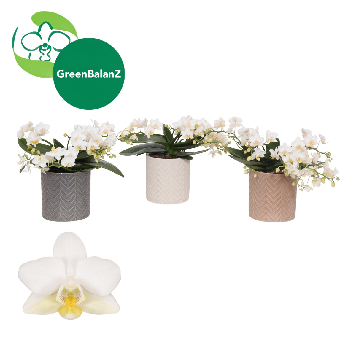 Phalaenopsis white 30cm 12cm Pot