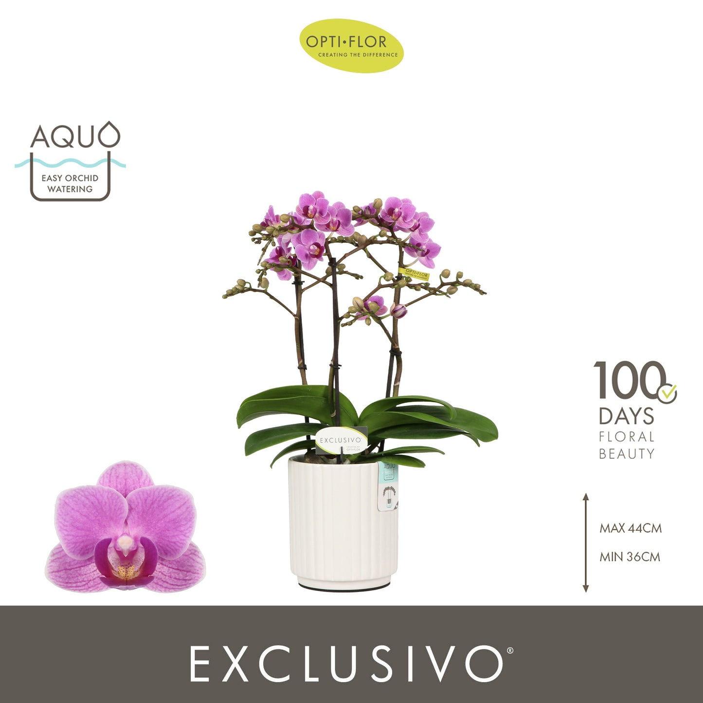 Phalaenopsis Violet Queen 45cm 12cm Pot