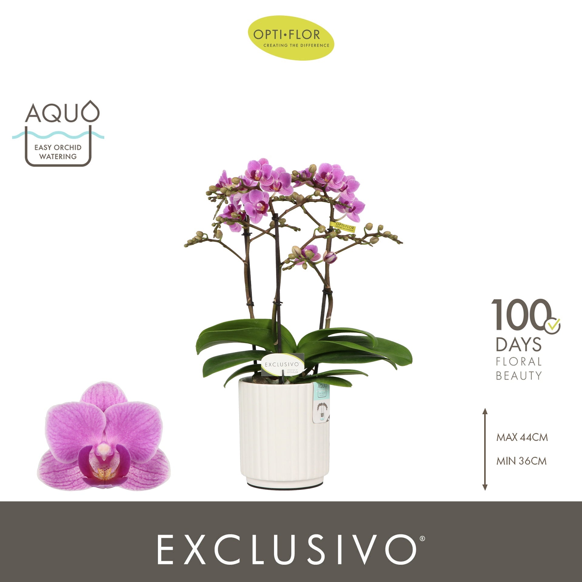 Phalaenopsis Violet Queen 45cm 12cm Pot