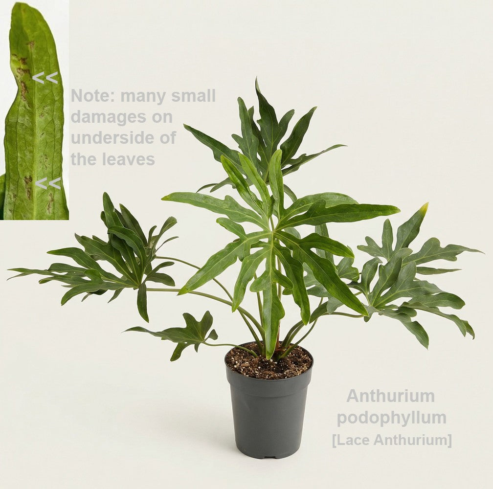 Plants 45cm 15cm Pot