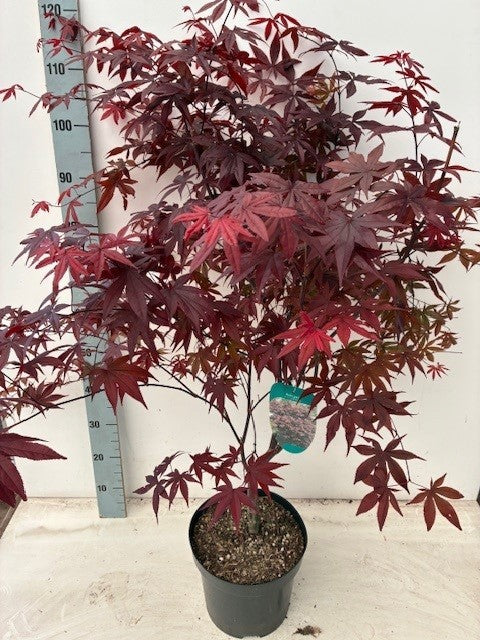 Acer Bloodgood 100cm 26cm Pot