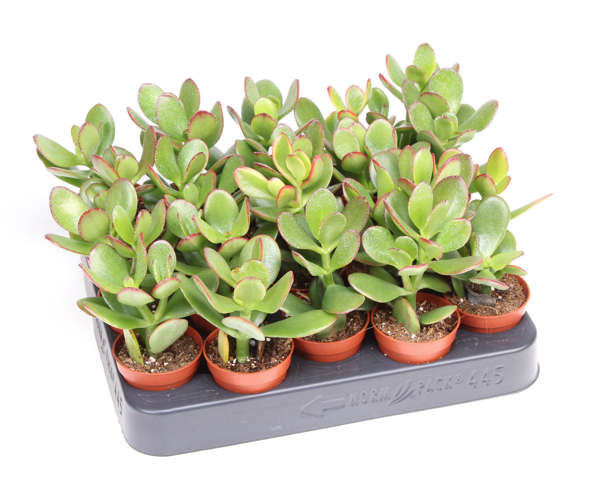 Euro Cactus Holland Bv Crassula Sunset Pack of 20