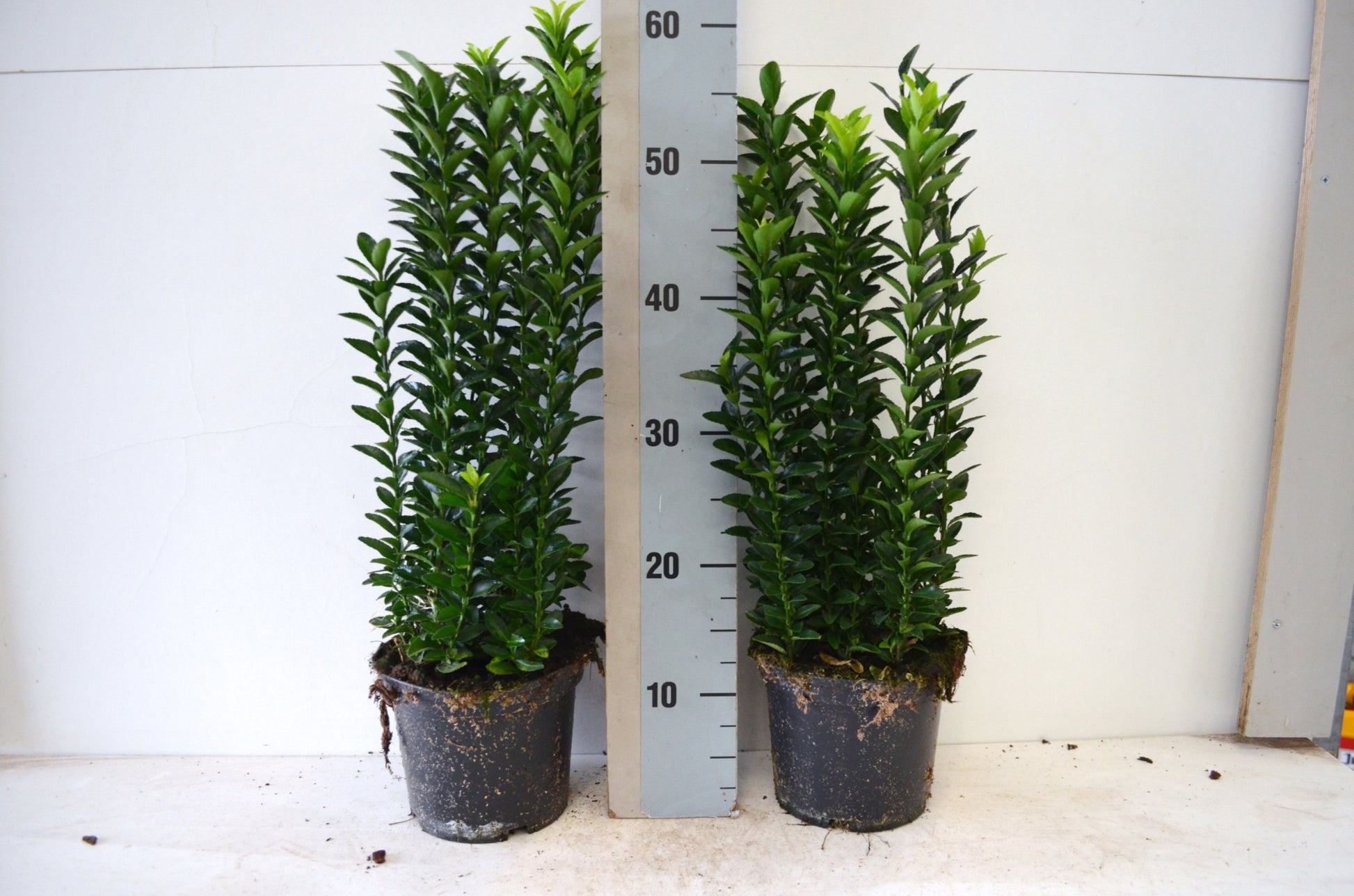 Euonymus Jean Hugues 35cm 17cm Pot