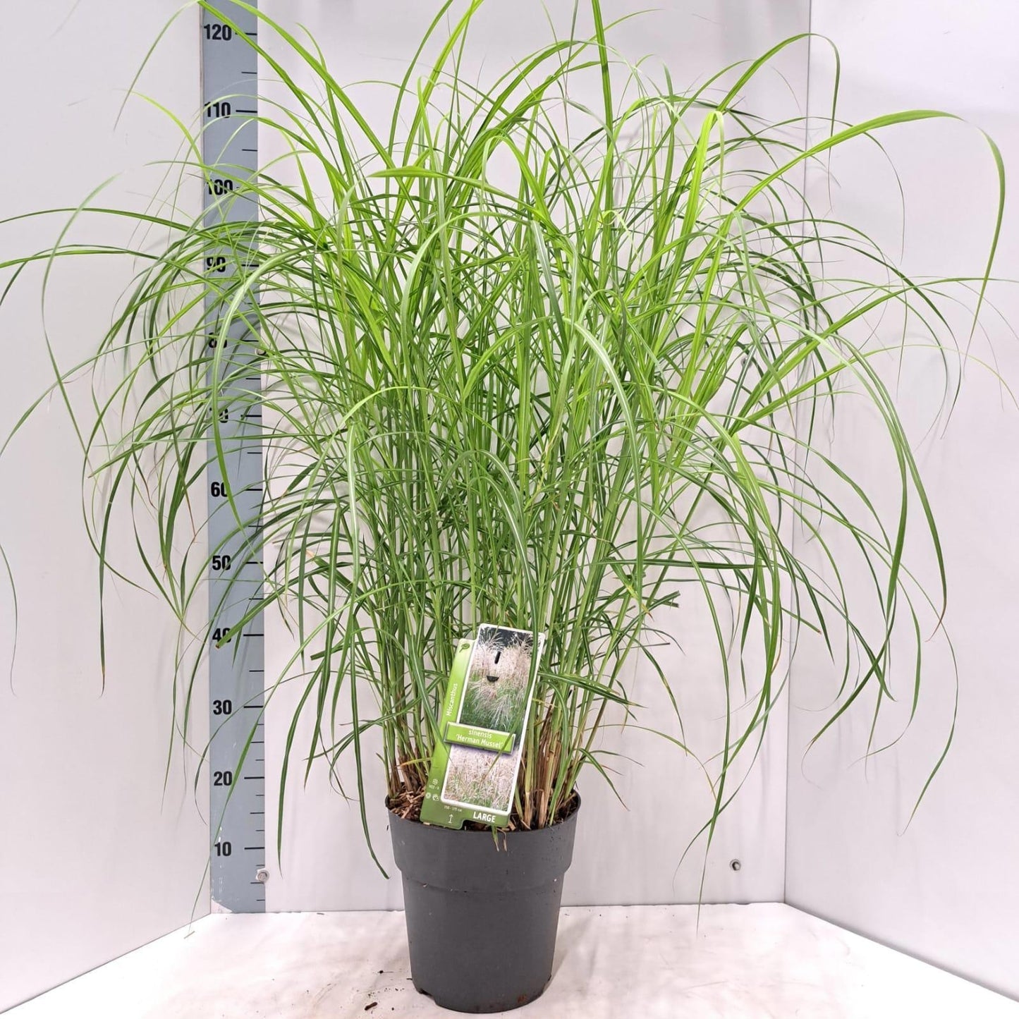 Miscanthus sinensis 115cm 23cm Pot