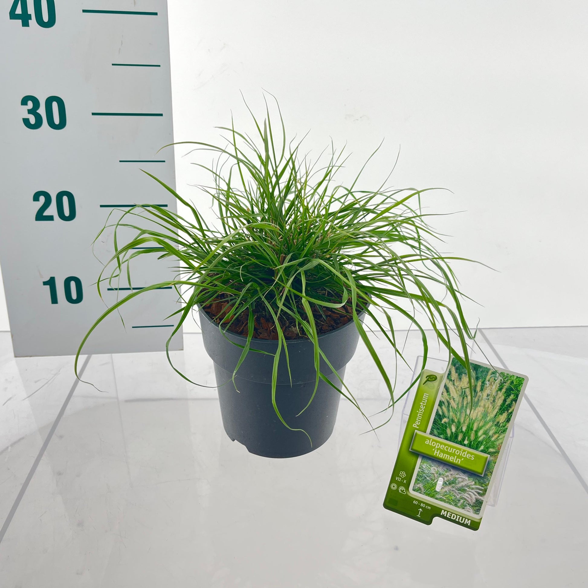 Pennisetum Hameln 30cm 17cm Pot
