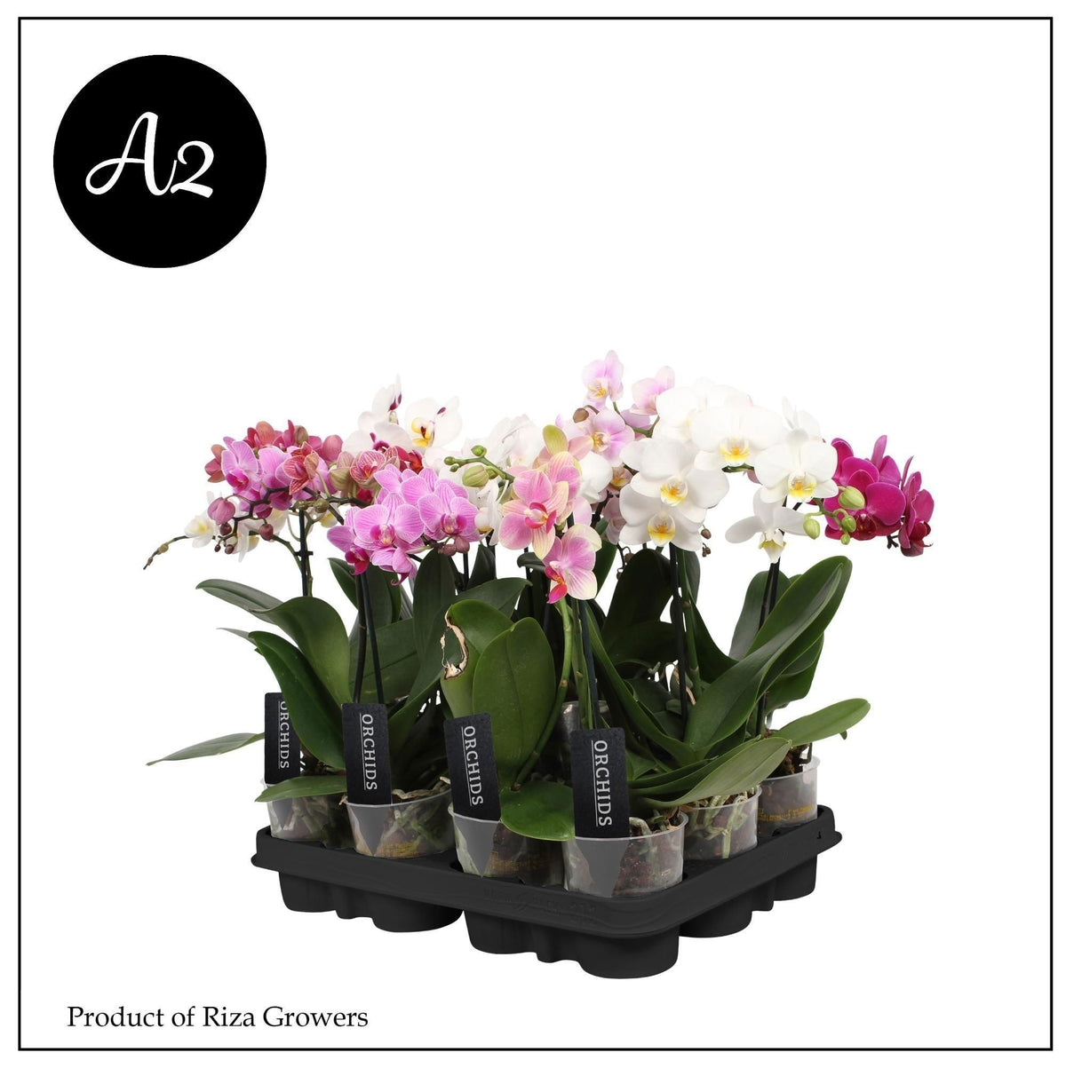 Phalaenopsis mix 40cm 9cm Pot